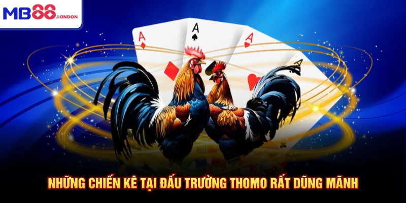Đá Gà MB88 2 Những chiến kê tại đấu trường Thomo rất dũng mãnh