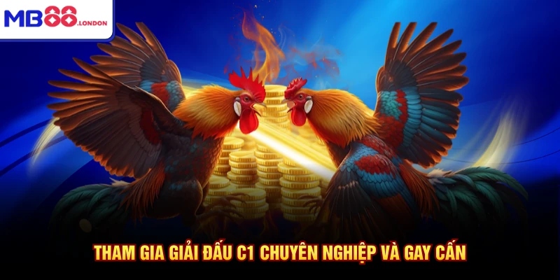 Đá Gà MB88 3 Tham gia giải đấu C1 chuyên nghiệp và gay cấn