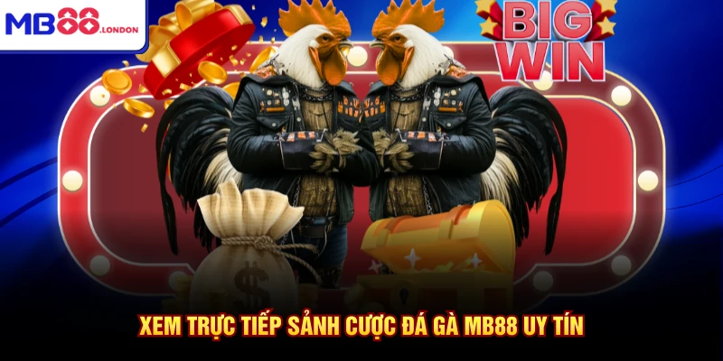 Đá Gà MB88 1 Xem trực tiếp sảnh cược đá gà MB88 uy tín